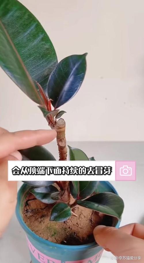 橡皮树怎么换盆(橡皮树怎么换盆与保养)-第4张图片-多多自然网 橡皮树怎么换盆(橡皮树怎么换盆与保养)-第4张图片-多多自然网