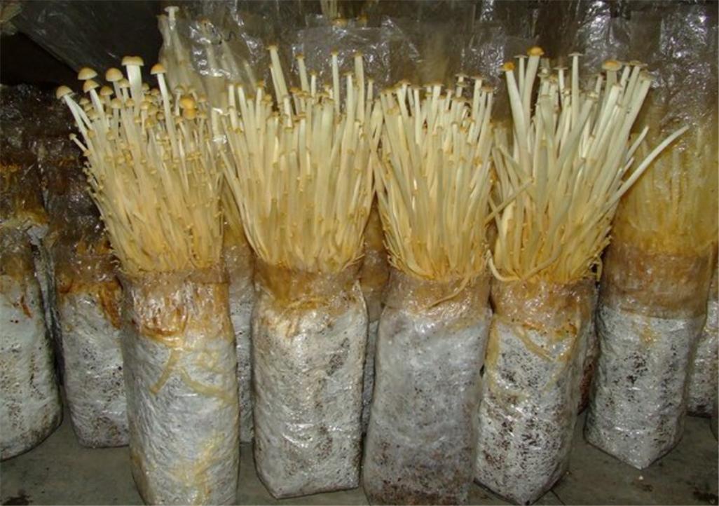怎么养金针菇的根（金针菇根子怎么培养出金针菇）-第2张图片-多多自然网