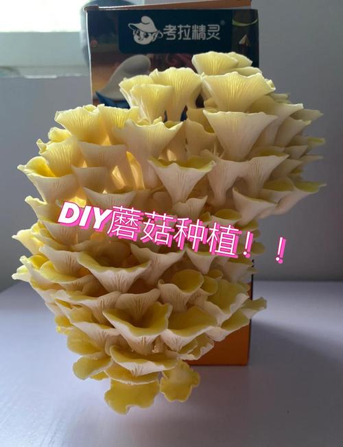 怎么养金针菇的根（金针菇根子怎么培养出金针菇）-第4张图片-多多自然网