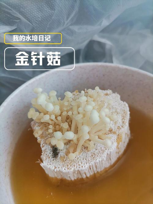 怎么养金针菇的根（金针菇根子怎么培养出金针菇）-第7张图片-多多自然网