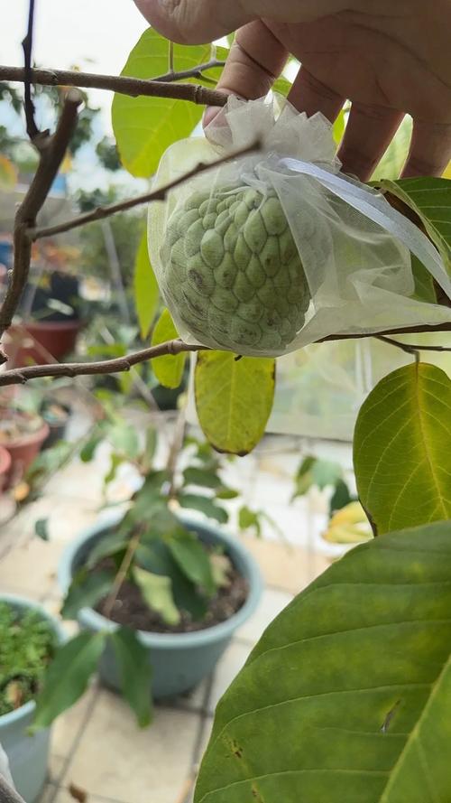 释迦果籽怎么种小盆栽(释迦果的籽种种植方法)-第1张图片-多多自然网 释迦果籽怎么种小盆栽(释迦果的籽种种植方法)-第1张图片-多多自然网