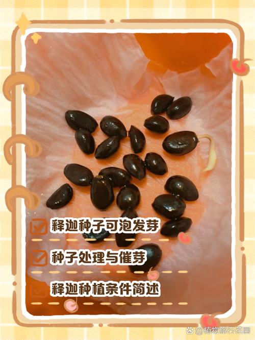 释迦果籽怎么种小盆栽(释迦果的籽种种植方法)-第2张图片-多多自然网 释迦果籽怎么种小盆栽(释迦果的籽种种植方法)-第2张图片-多多自然网