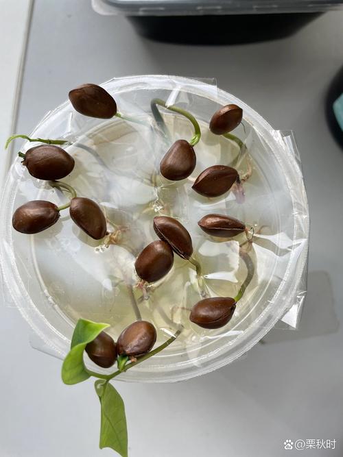 释迦果籽怎么种小盆栽(释迦果的籽种种植方法)-第5张图片-多多自然网 释迦果籽怎么种小盆栽(释迦果的籽种种植方法)-第5张图片-多多自然网