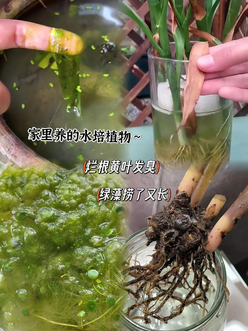 水培文竹自制营养液方法(水文竹营养液怎么制作)-第2张图片-多多自然网 水培文竹自制营养液方法(水文竹营养液怎么制作)-第2张图片-多多自然网
