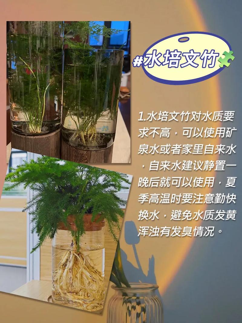 水培文竹自制营养液方法(水文竹营养液怎么制作)-第6张图片-多多自然网 水培文竹自制营养液方法(水文竹营养液怎么制作)-第6张图片-多多自然网