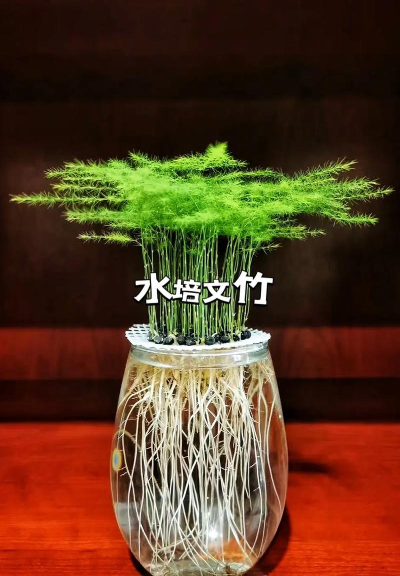 水培文竹自制营养液方法(水文竹营养液怎么制作)-第7张图片-多多自然网 水培文竹自制营养液方法(水文竹营养液怎么制作)-第7张图片-多多自然网