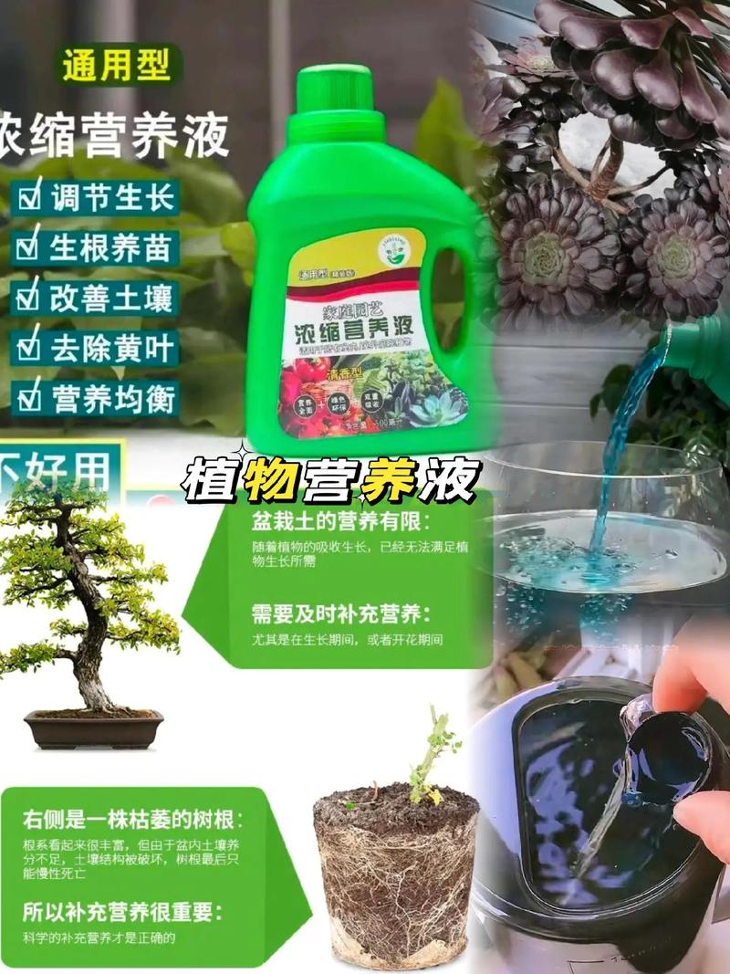 水培文竹自制营养液方法(水文竹营养液怎么制作)-第8张图片-多多自然网 水培文竹自制营养液方法(水文竹营养液怎么制作)-第8张图片-多多自然网