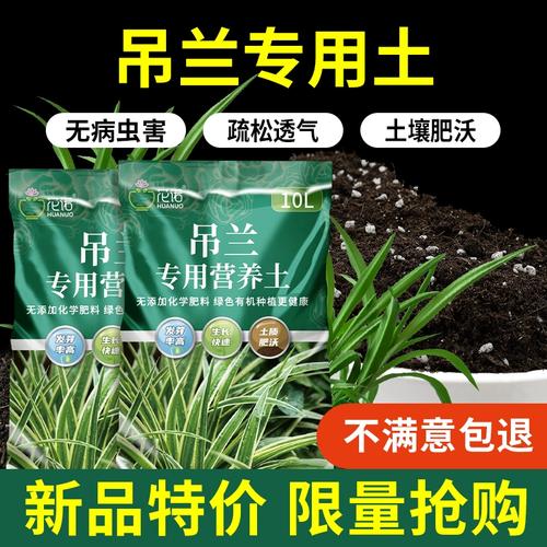 吊兰用什么土好(吊兰用什么土好?)-第5张图片-多多自然网 吊兰用什么土好(吊兰用什么土好?)-第5张图片-多多自然网