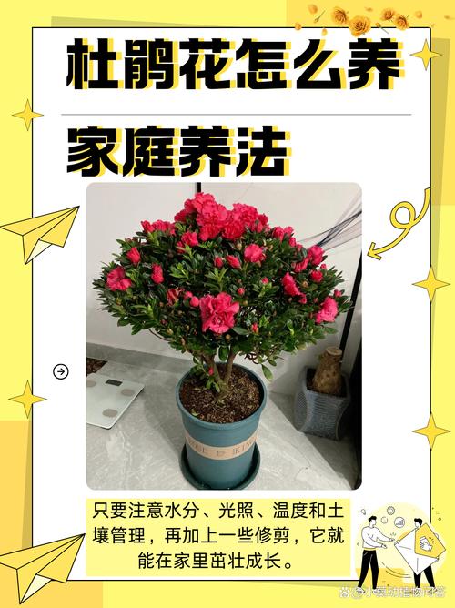 山育杜鹃的花期养护(山杜鹃养殖方法)-第2张图片-多多自然网 山育杜鹃的花期养护(山杜鹃养殖方法)-第2张图片-多多自然网