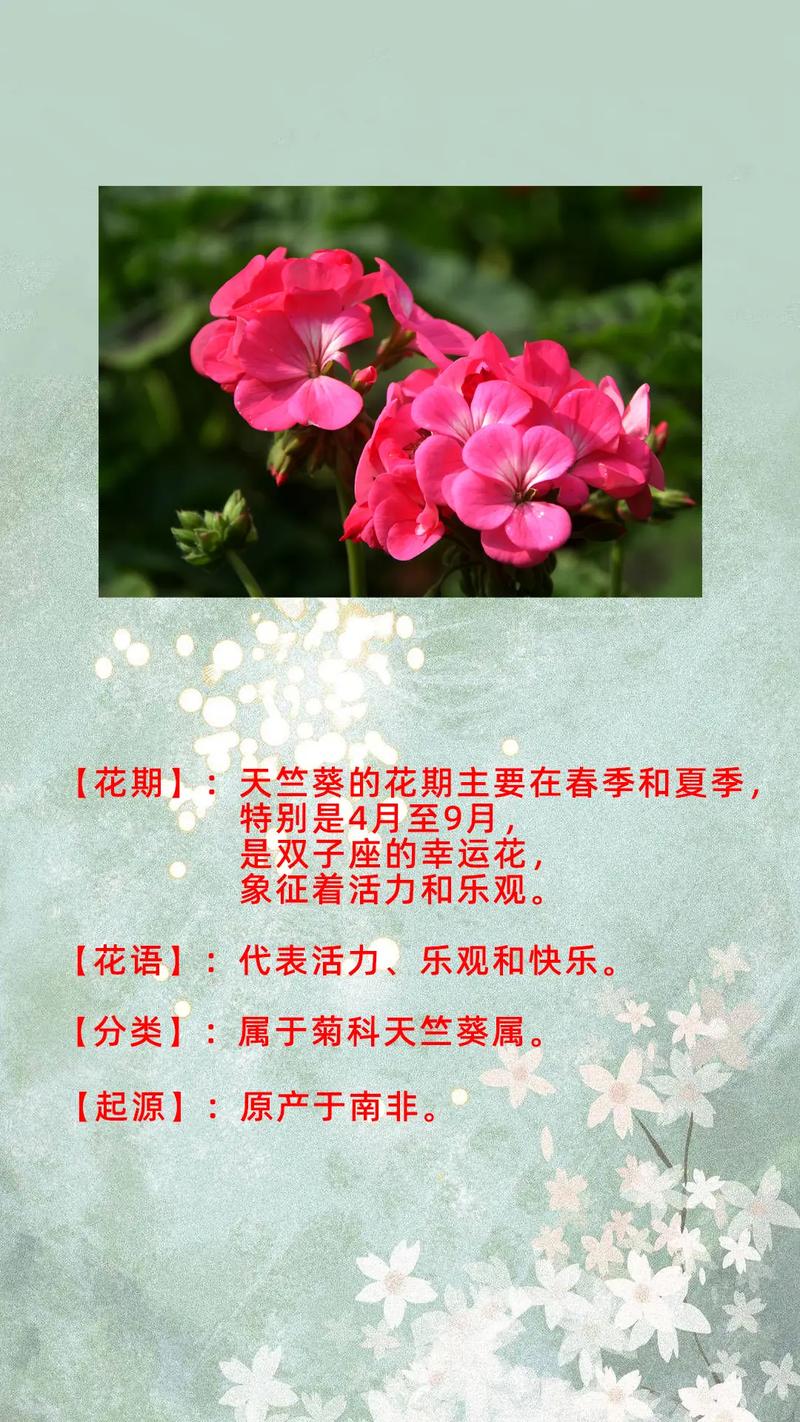 天竺葵小苗的费用(天竺葵苗多少钱一株)-第4张图片-多多自然网 天竺葵小苗的费用(天竺葵苗多少钱一株)-第4张图片-多多自然网