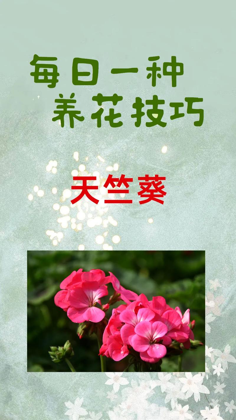 天竺葵小苗的费用(天竺葵苗多少钱一株)-第3张图片-多多自然网 天竺葵小苗的费用(天竺葵苗多少钱一株)-第3张图片-多多自然网