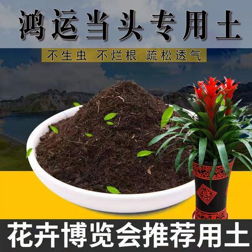 鸿运当头用什么土养(鸿运当头用啥土养)-第4张图片-多多自然网 鸿运当头用什么土养(鸿运当头用啥土养)-第4张图片-多多自然网