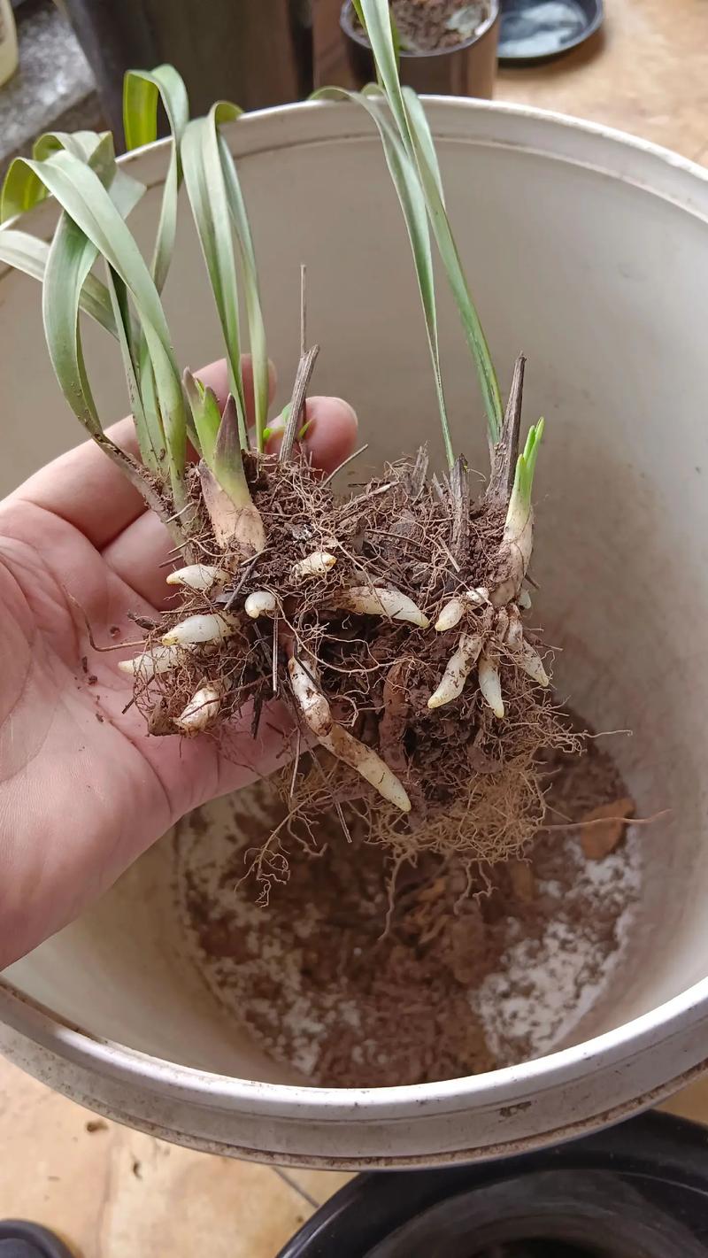 兰花出芽不长怎么办(兰花发芽不长)-第1张图片-多多自然网 兰花出芽不长怎么办(兰花发芽不长)-第1张图片-多多自然网