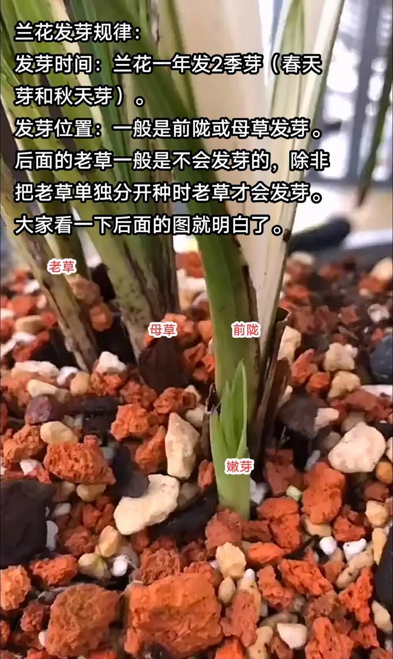 兰花出芽不长怎么办(兰花发芽不长)-第3张图片-多多自然网 兰花出芽不长怎么办(兰花发芽不长)-第3张图片-多多自然网