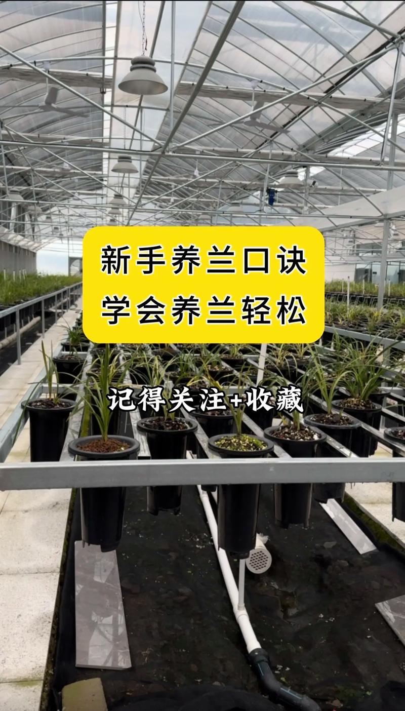 兰花出芽不长怎么办(兰花发芽不长)-第4张图片-多多自然网 兰花出芽不长怎么办(兰花发芽不长)-第4张图片-多多自然网