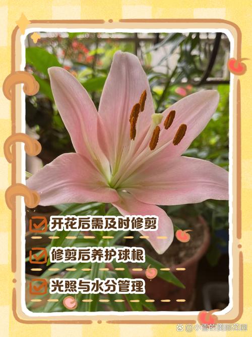百合开花后怎么处理（百合开花后怎么处理可以延长开花时间）-第1张图片-多多自然网