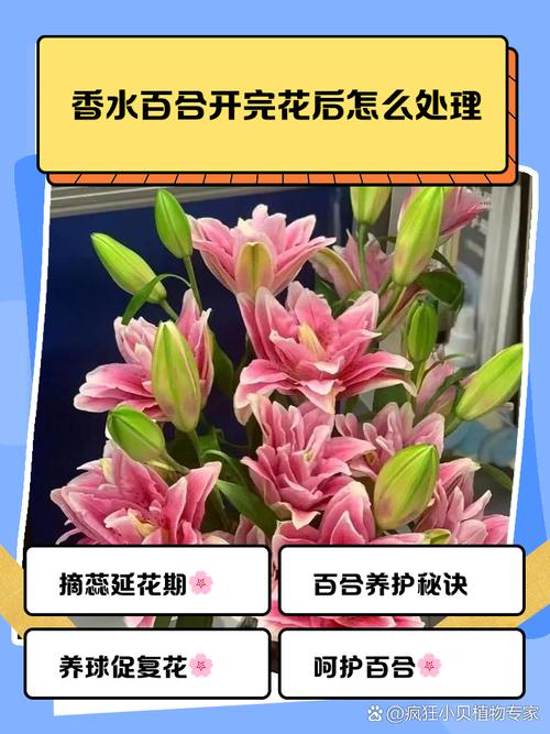 百合开花后怎么处理（百合开花后怎么处理可以延长开花时间）-第6张图片-多多自然网