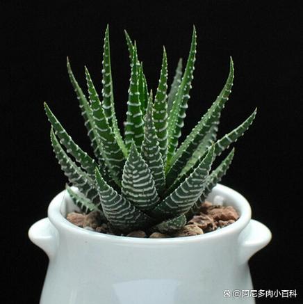 十二卷在冬天怎样保持晶莹(十二卷怕冻吗)-第4张图片-多多自然网 十二卷在冬天怎样保持晶莹(十二卷怕冻吗)-第4张图片-多多自然网