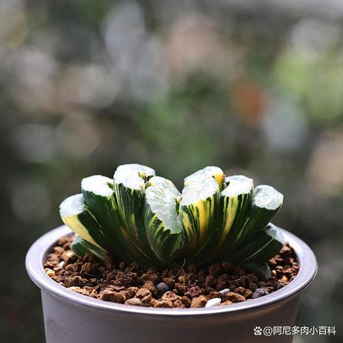 十二卷在冬天怎样保持晶莹(十二卷怕冻吗)-第5张图片-多多自然网 十二卷在冬天怎样保持晶莹(十二卷怕冻吗)-第5张图片-多多自然网