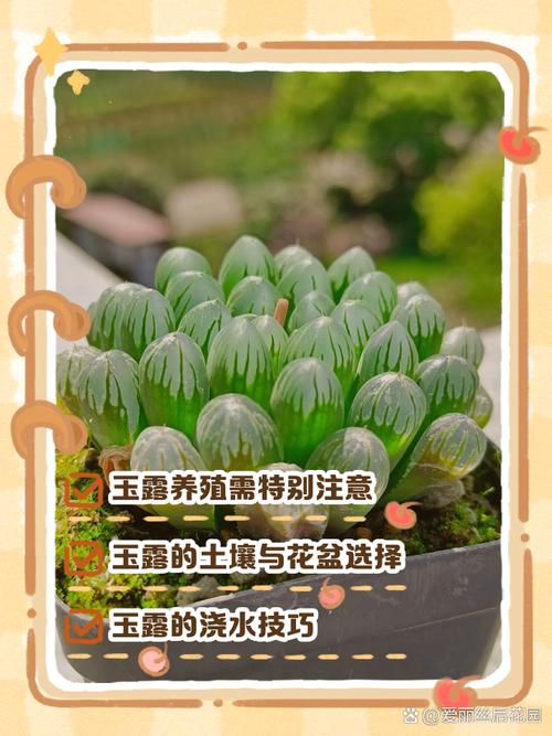 十二卷在冬天怎样保持晶莹(十二卷怕冻吗)-第7张图片-多多自然网 十二卷在冬天怎样保持晶莹(十二卷怕冻吗)-第7张图片-多多自然网