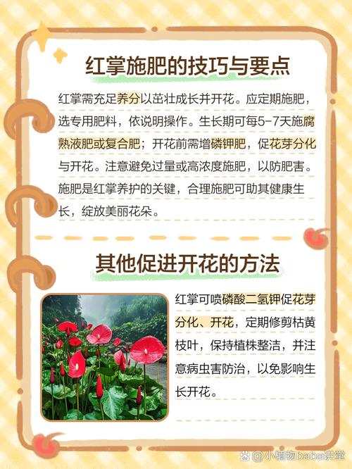 红掌不开花是什么原因(红掌不开花了怎么回事)-第1张图片-多多自然网 红掌不开花是什么原因(红掌不开花了怎么回事)-第1张图片-多多自然网