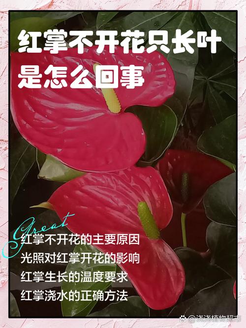 红掌不开花是什么原因(红掌不开花了怎么回事)-第2张图片-多多自然网 红掌不开花是什么原因(红掌不开花了怎么回事)-第2张图片-多多自然网