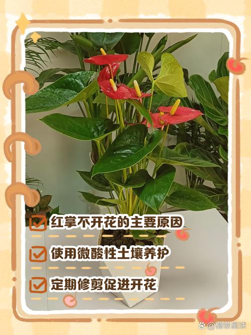 红掌不开花是什么原因(红掌不开花了怎么回事)-第3张图片-多多自然网 红掌不开花是什么原因(红掌不开花了怎么回事)-第3张图片-多多自然网