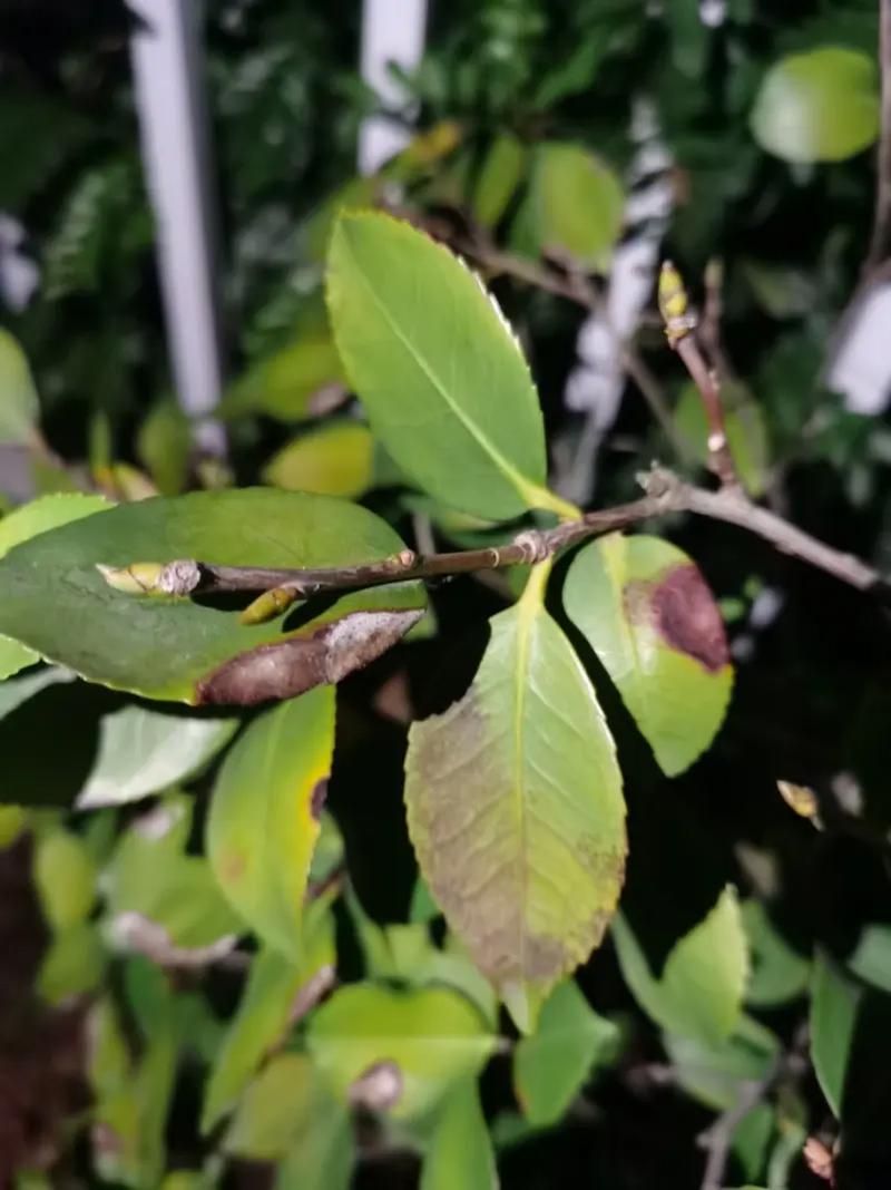 茶花叶子长黑斑怎么办(茶花叶子长黑点怎么办)-第1张图片-多多自然网 茶花叶子长黑斑怎么办(茶花叶子长黑点怎么办)-第1张图片-多多自然网