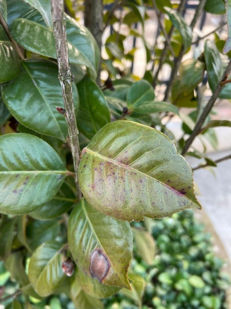 茶花叶子长黑斑怎么办(茶花叶子长黑点怎么办)-第4张图片-多多自然网 茶花叶子长黑斑怎么办(茶花叶子长黑点怎么办)-第4张图片-多多自然网