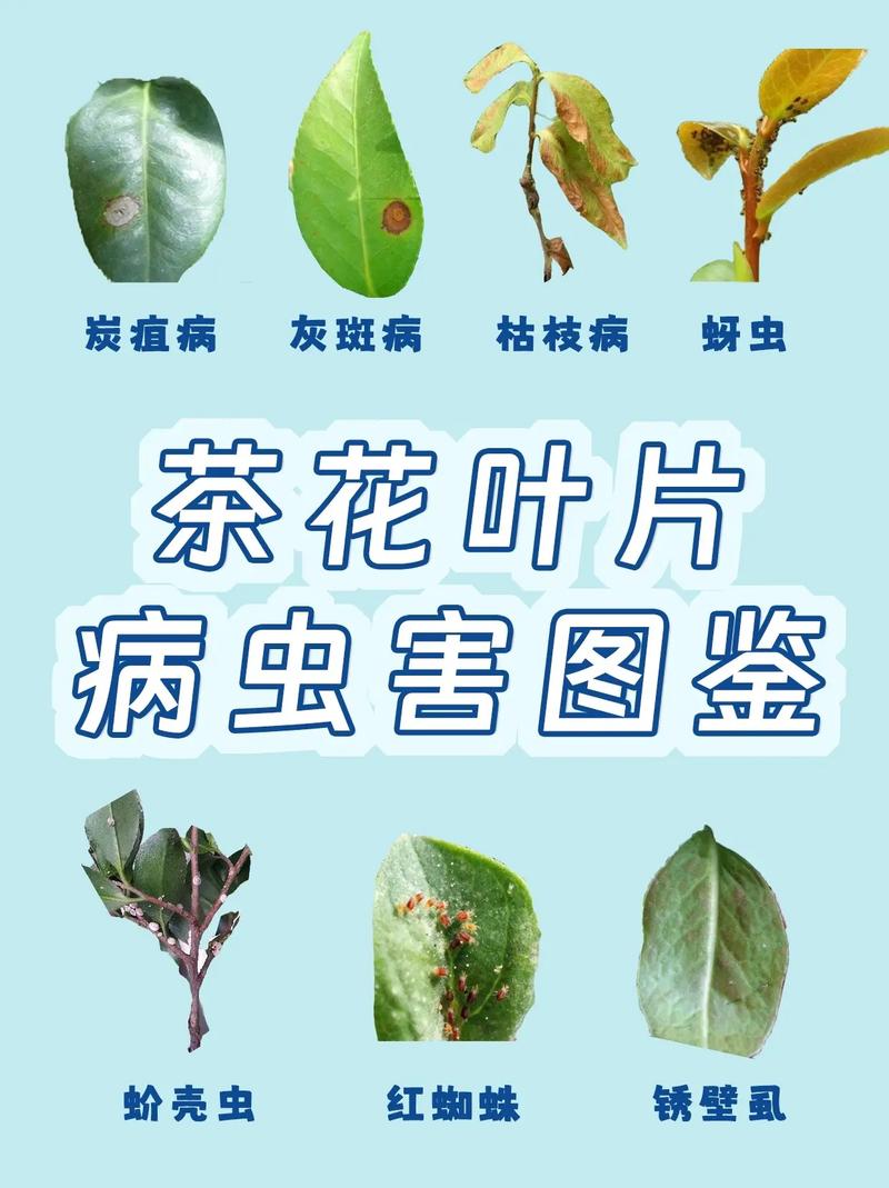 茶花叶子长黑斑怎么办(茶花叶子长黑点怎么办)-第3张图片-多多自然网 茶花叶子长黑斑怎么办(茶花叶子长黑点怎么办)-第3张图片-多多自然网
