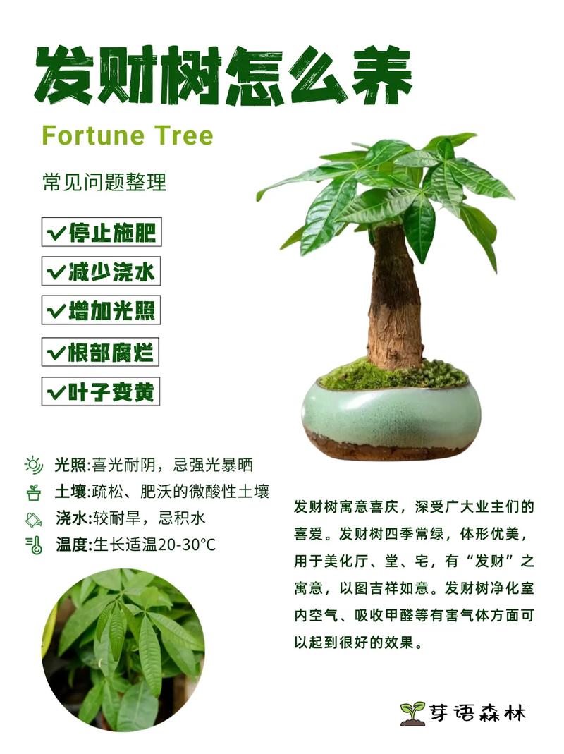发财树怎么养(发财树怎么养殖方法与技巧)-第1张图片-多多自然网 发财树怎么养(发财树怎么养殖方法与技巧)-第1张图片-多多自然网