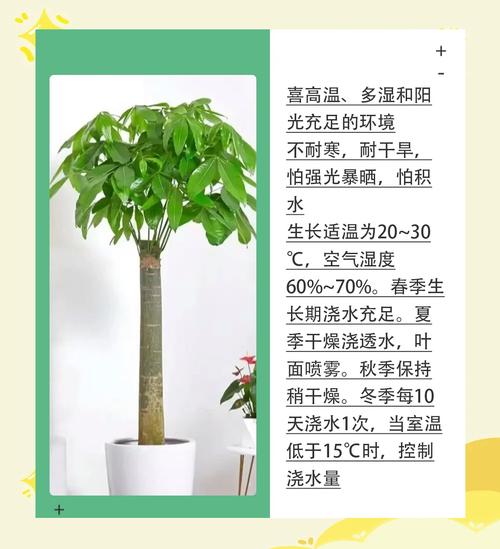 发财树怎么养(发财树怎么养殖方法与技巧)-第2张图片-多多自然网 发财树怎么养(发财树怎么养殖方法与技巧)-第2张图片-多多自然网