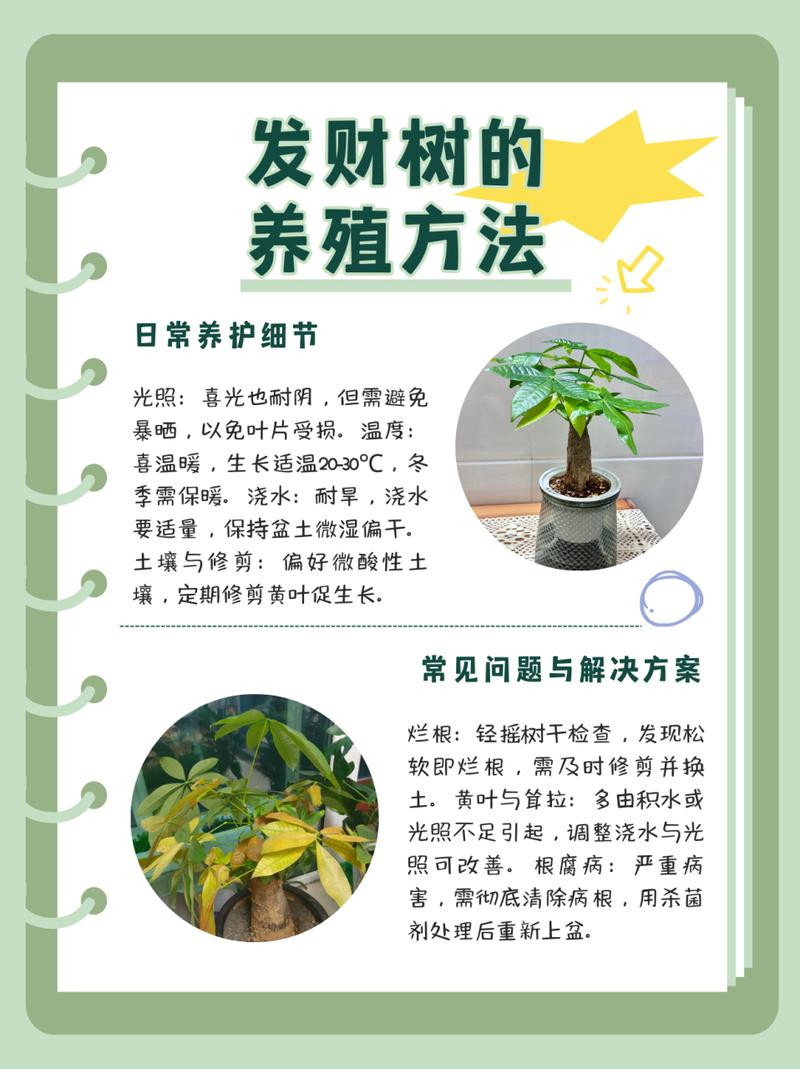 发财树怎么养(发财树怎么养殖方法与技巧)-第3张图片-多多自然网 发财树怎么养(发财树怎么养殖方法与技巧)-第3张图片-多多自然网