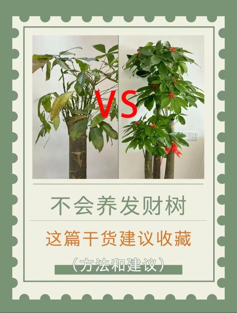 发财树怎么养(发财树怎么养殖方法与技巧)-第6张图片-多多自然网 发财树怎么养(发财树怎么养殖方法与技巧)-第6张图片-多多自然网