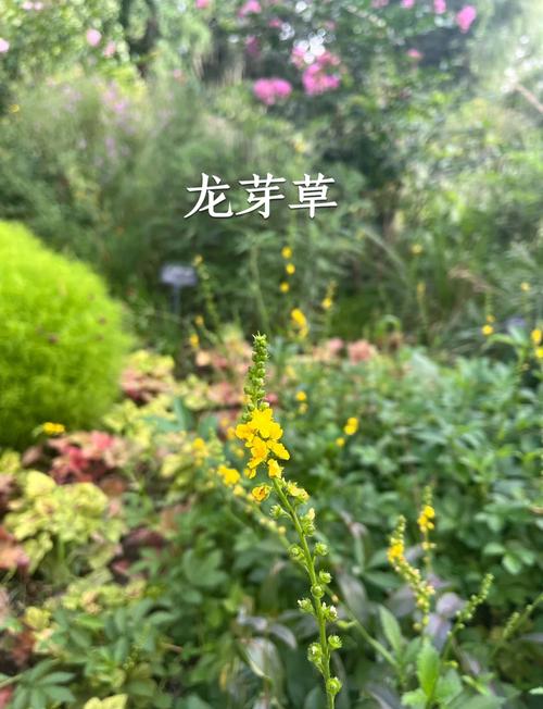 龙牙草怎么繁殖(龙牙草怎么繁殖的)-第1张图片-多多自然网 龙牙草怎么繁殖(龙牙草怎么繁殖的)-第1张图片-多多自然网