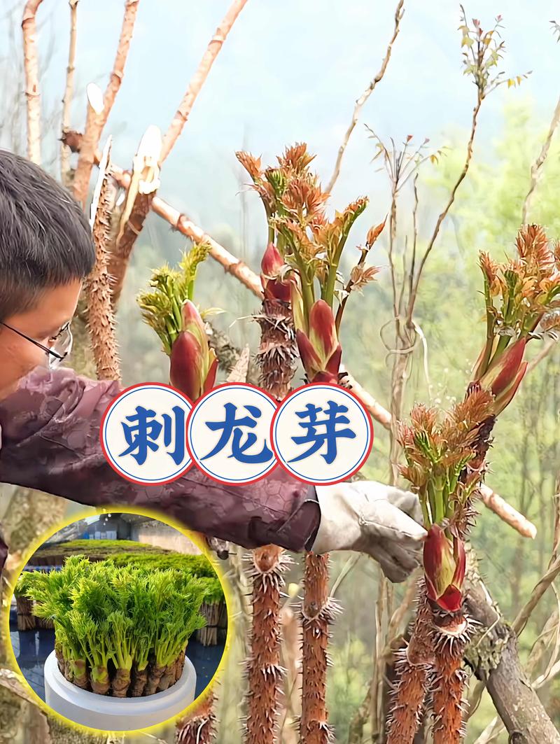 龙牙草怎么繁殖(龙牙草怎么繁殖的)-第2张图片-多多自然网 龙牙草怎么繁殖(龙牙草怎么繁殖的)-第2张图片-多多自然网
