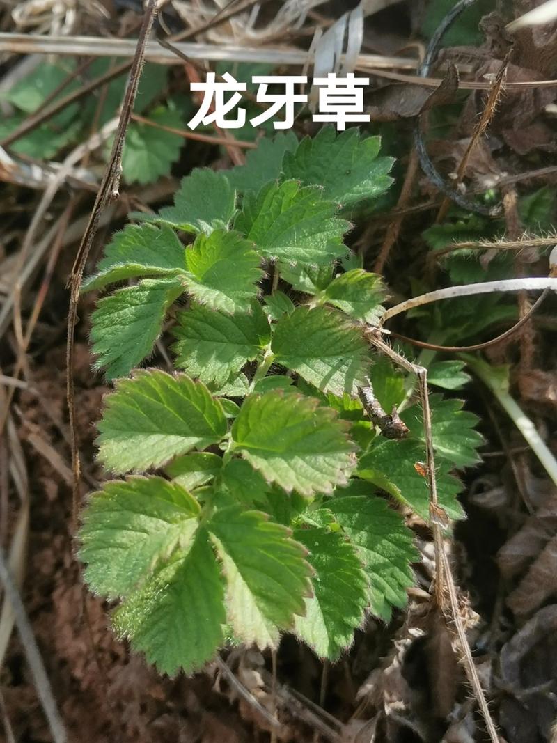 龙牙草怎么繁殖(龙牙草怎么繁殖的)-第3张图片-多多自然网 龙牙草怎么繁殖(龙牙草怎么繁殖的)-第3张图片-多多自然网