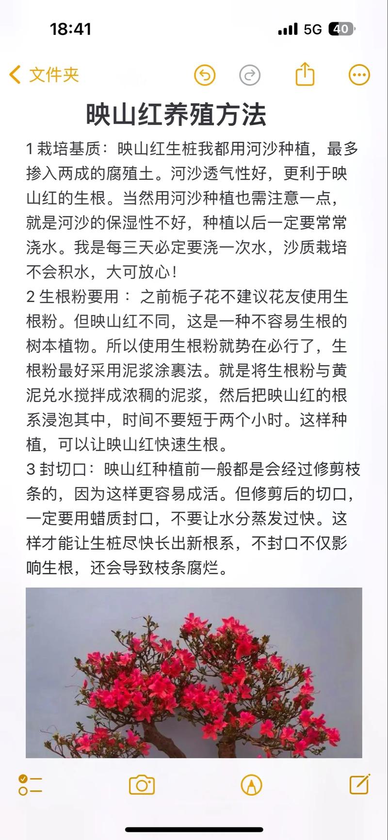 蜡叶杜鹃的整形修剪和花期控制(蜡质杜鹃)-第1张图片-多多自然网 蜡叶杜鹃的整形修剪和花期控制(蜡质杜鹃)-第1张图片-多多自然网