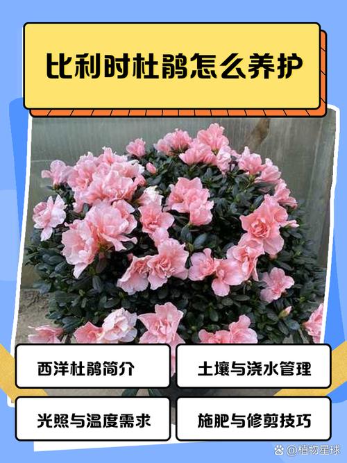 蜡叶杜鹃的整形修剪和花期控制(蜡质杜鹃)-第3张图片-多多自然网 蜡叶杜鹃的整形修剪和花期控制(蜡质杜鹃)-第3张图片-多多自然网