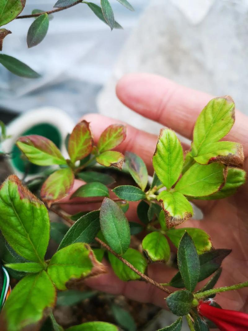 蜡叶杜鹃的整形修剪和花期控制(蜡质杜鹃)-第5张图片-多多自然网 蜡叶杜鹃的整形修剪和花期控制(蜡质杜鹃)-第5张图片-多多自然网