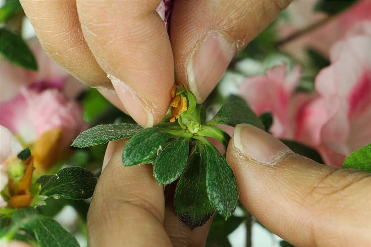蜡叶杜鹃的整形修剪和花期控制(蜡质杜鹃)-第6张图片-多多自然网 蜡叶杜鹃的整形修剪和花期控制(蜡质杜鹃)-第6张图片-多多自然网