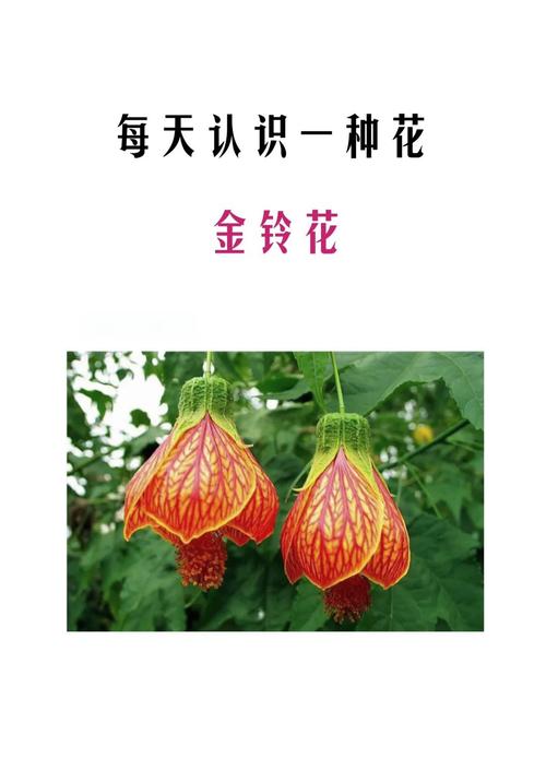 金铃花怎么修剪(金铃花修剪成型图)-第2张图片-多多自然网 金铃花怎么修剪(金铃花修剪成型图)-第2张图片-多多自然网