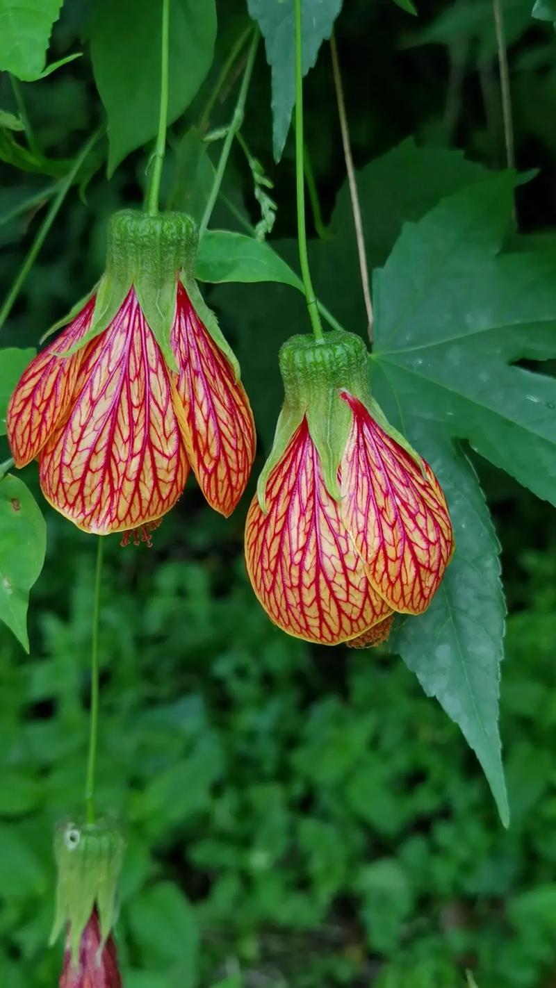 金铃花怎么修剪(金铃花修剪成型图)-第3张图片-多多自然网 金铃花怎么修剪(金铃花修剪成型图)-第3张图片-多多自然网