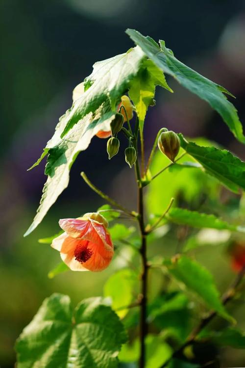 金铃花怎么修剪(金铃花修剪成型图)-第5张图片-多多自然网 金铃花怎么修剪(金铃花修剪成型图)-第5张图片-多多自然网