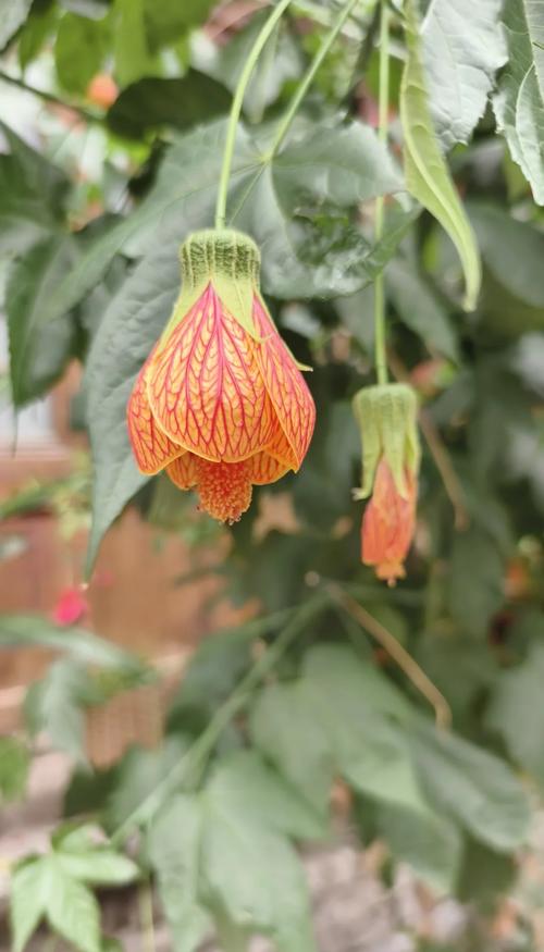 金铃花怎么修剪(金铃花修剪成型图)-第7张图片-多多自然网 金铃花怎么修剪(金铃花修剪成型图)-第7张图片-多多自然网