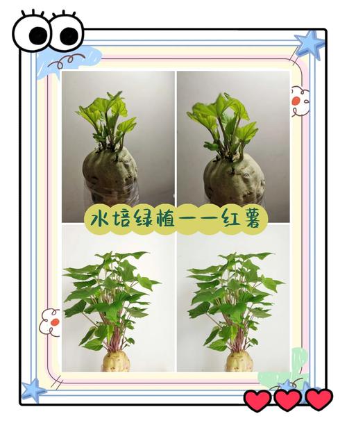 地瓜发芽了怎么种盆栽(地瓜发芽后怎么种)-第3张图片-多多自然网 地瓜发芽了怎么种盆栽(地瓜发芽后怎么种)-第3张图片-多多自然网