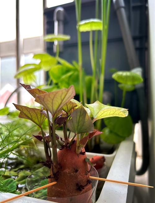 地瓜发芽了怎么种盆栽(地瓜发芽后怎么种)-第5张图片-多多自然网 地瓜发芽了怎么种盆栽(地瓜发芽后怎么种)-第5张图片-多多自然网