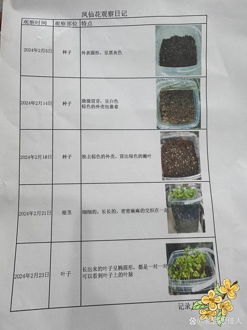 凤仙花怎么养(凤仙花怎么养活才能开花)-第1张图片-多多自然网 凤仙花怎么养(凤仙花怎么养活才能开花)-第1张图片-多多自然网