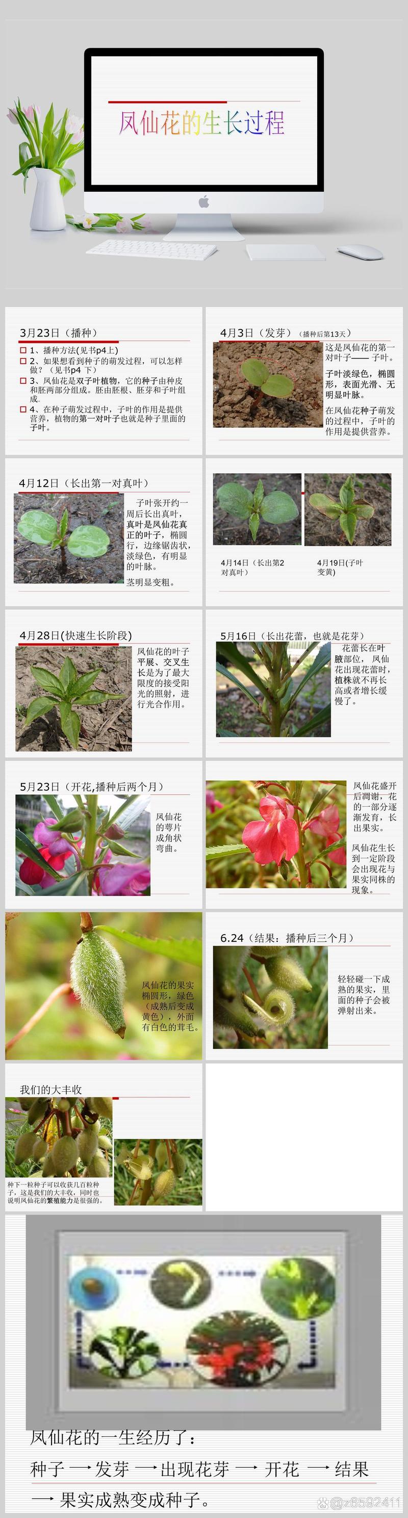 凤仙花怎么养(凤仙花怎么养活才能开花)-第2张图片-多多自然网 凤仙花怎么养(凤仙花怎么养活才能开花)-第2张图片-多多自然网