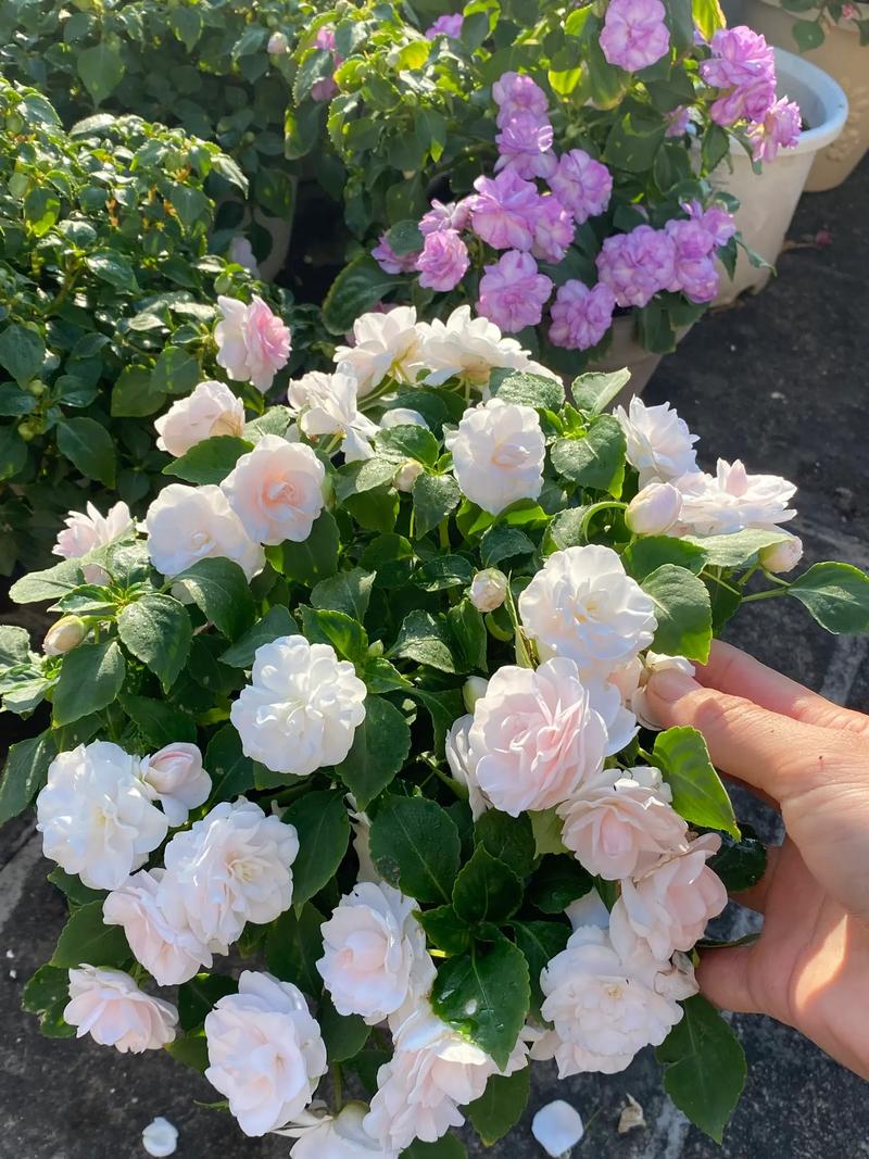 凤仙花怎么养(凤仙花怎么养活才能开花)-第4张图片-多多自然网 凤仙花怎么养(凤仙花怎么养活才能开花)-第4张图片-多多自然网